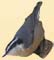 NuthatchIcon